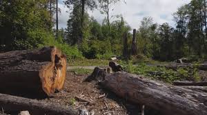 Professional Tree Removal Services in Colville, WA