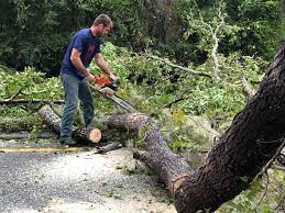 Best Tree Preservation Services  in Colville, WA