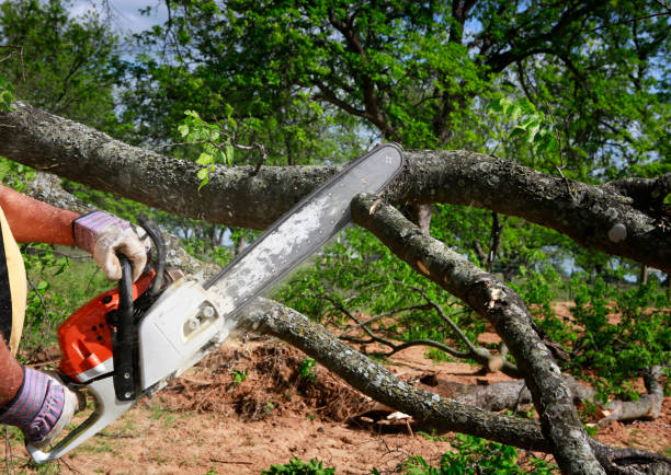 Best Storm Damage Tree Cleanup  in Colville, WA